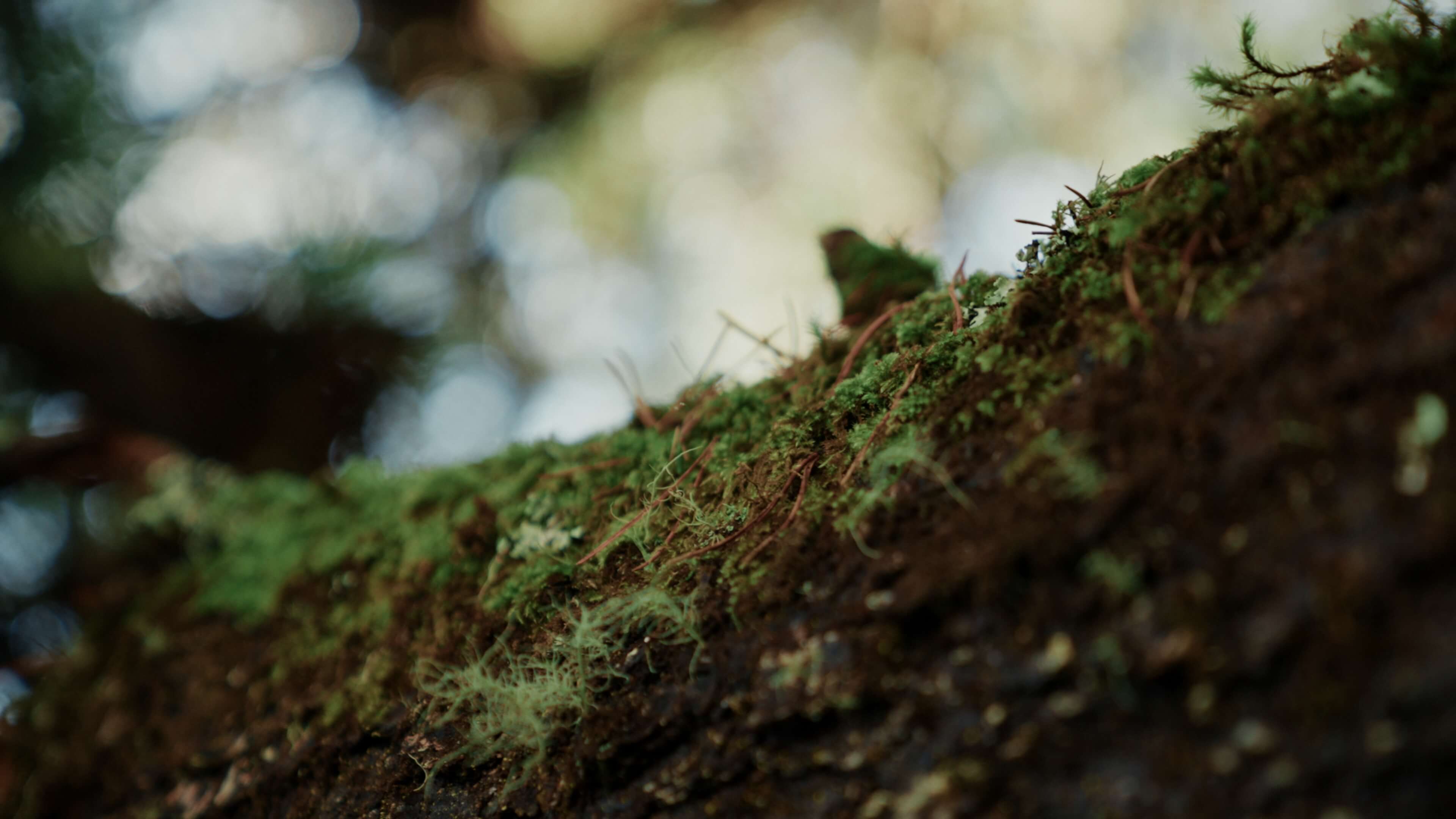 Still from the Port Orford Sustainable Seafood shoot